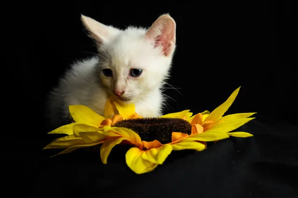 Witte jonge baby kat — Stockfoto