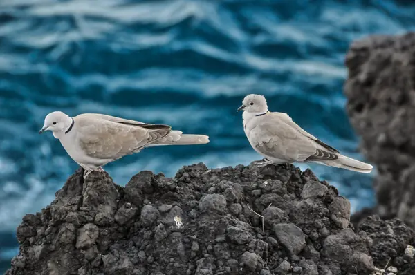 Pombo — Fotografia de Stock