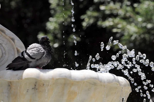 Water splashing out of a Marble Fountain — Stock Photo, Image