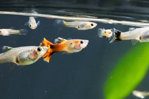 Guppy Multi Colored Fish — Stock Photo, Image