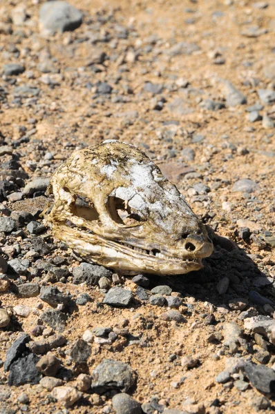 Crâne de lézard sec canarien — Photo