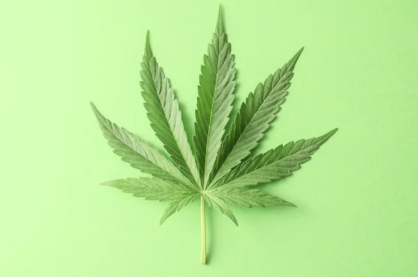 Cannabis leaf — Stockfoto