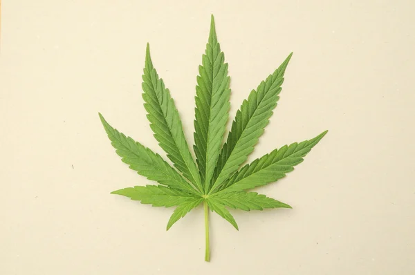 Cannabis leaf — Stockfoto