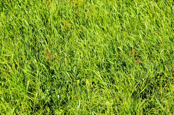 Texture Grass — Stock Photo, Image