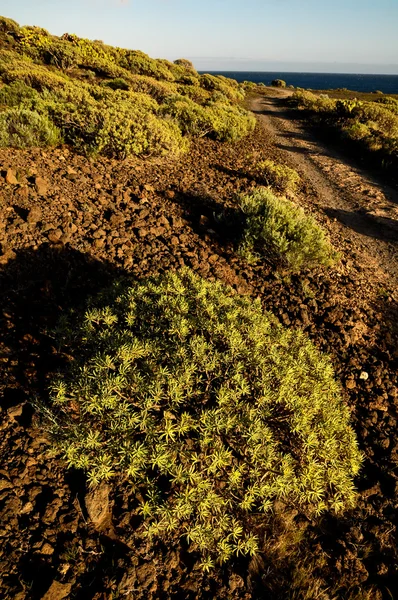 Cactus in the Desert — Stock Photo, Image