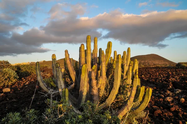 Cactus in the Desert — Stock Photo, Image