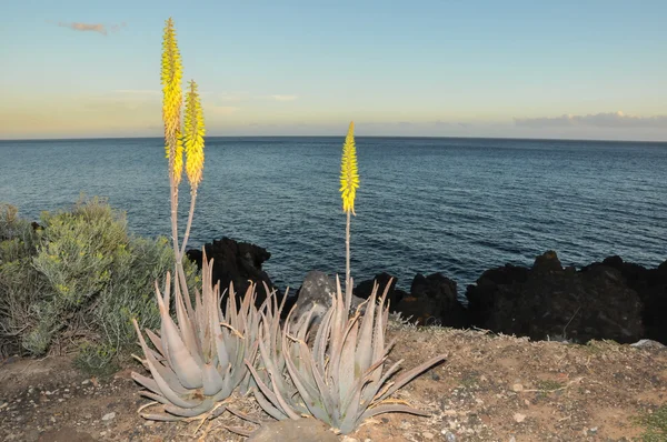 Aloe vera blomma — Stockfoto