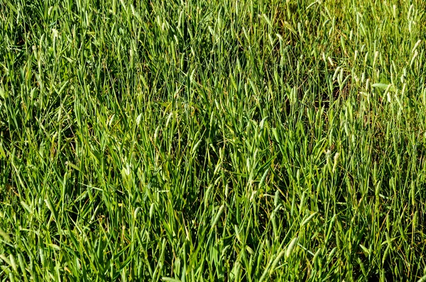 Texture Grass — Stock Photo, Image