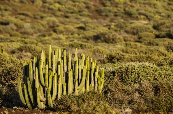 Kaktus i öknen — Stockfoto