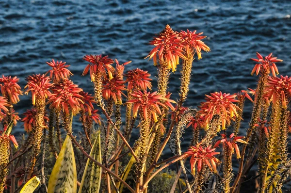 美しいアロエの花 — ストック写真