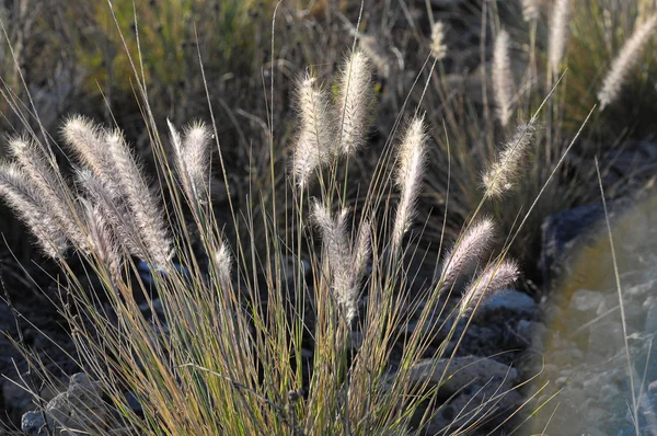 Herbe des oreilles sèches — Photo