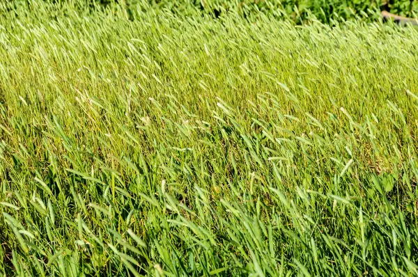 Texture Grass — Stock Photo, Image