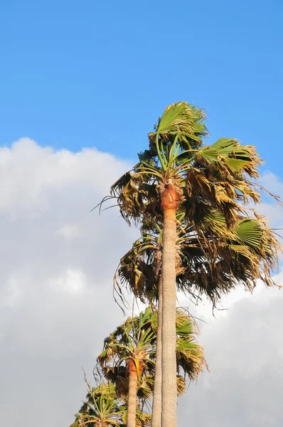 Palmträd blåser i vinden — Stockfoto