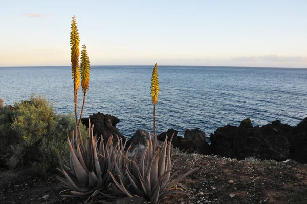 Flor de aloé vera — Fotografia de Stock