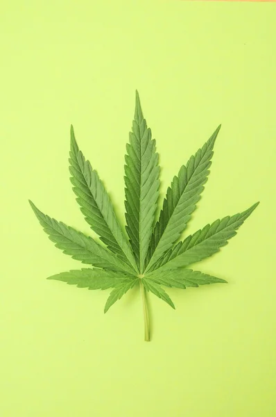 Cannabis-Blatt — Stockfoto