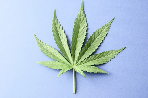 Cannabis-Blatt — Stockfoto