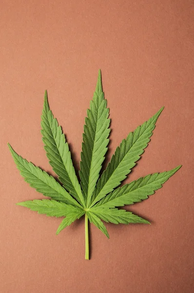 Cannabisblade - Stock-foto