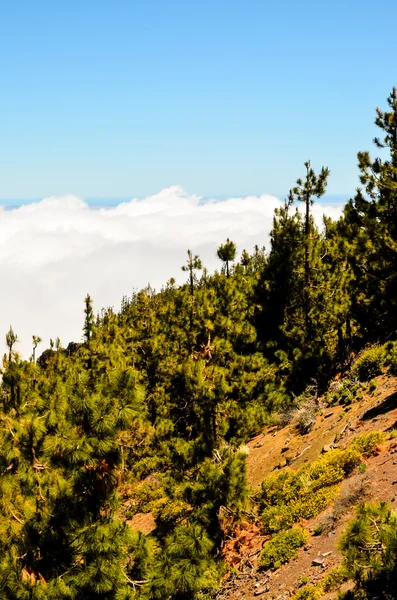 Vysoká oblaka nad borovice kuželový stromy lesní — Stock fotografie