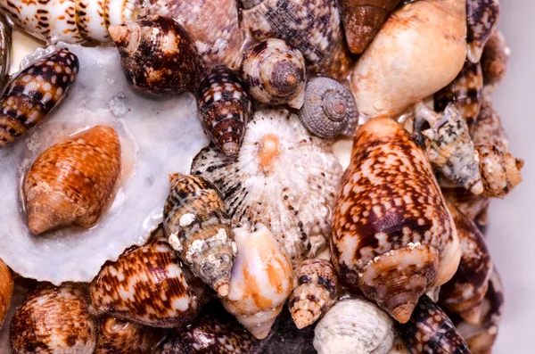 Fundo de conchas do mar — Fotografia de Stock