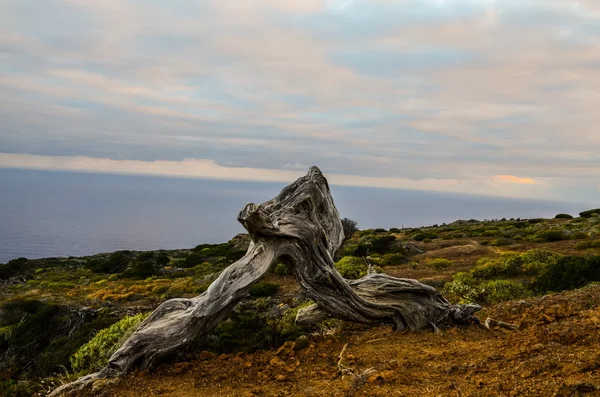 Rüzgâr Tarafından şekillendirilmiş Ardıç Ağacı — Stok fotoğraf