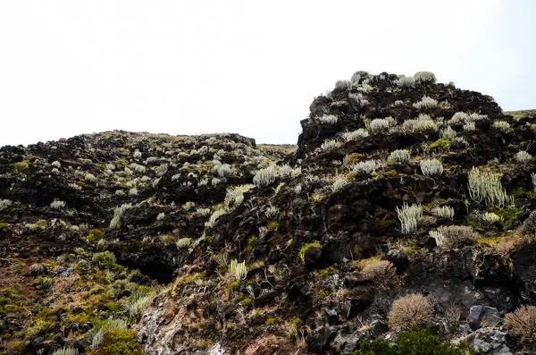 Cactus op de basaltische vulkanische berg — Stockfoto