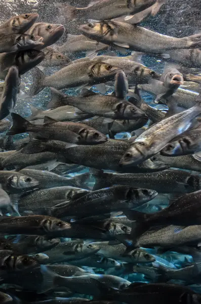 シルバー グレーの魚の学校 — ストック写真