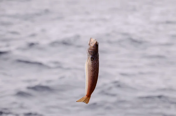 フック 1 つ海魚 — ストック写真