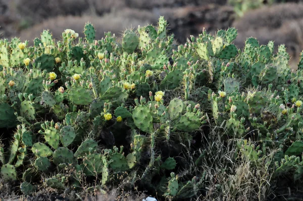 Pricly päron vilda gröna saftiga Cactus — Stockfoto