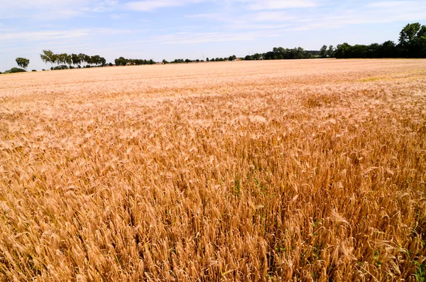 Textured Wheat Field — Stock Photo, Image