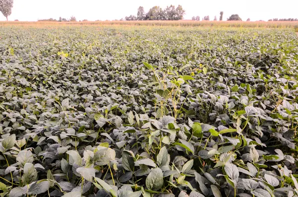 Verse groene soja veld — Stockfoto