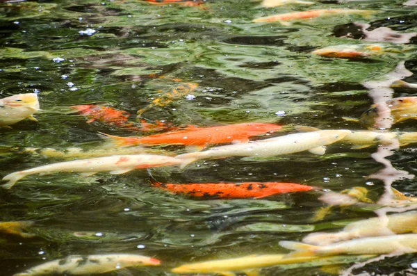 Viele farbige Koi-Karpfen — Stockfoto