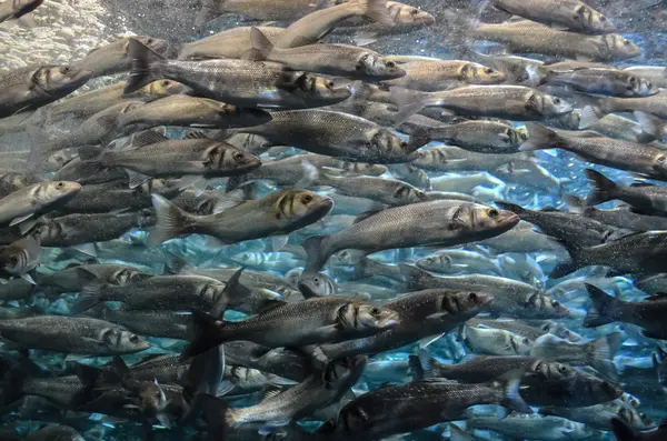 Escuela de Peces Gris Plata —  Fotos de Stock