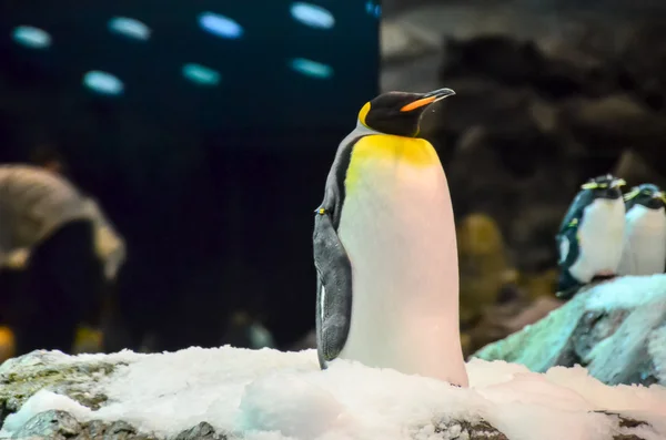 Schwarzer und weißer Pinguin — Stockfoto