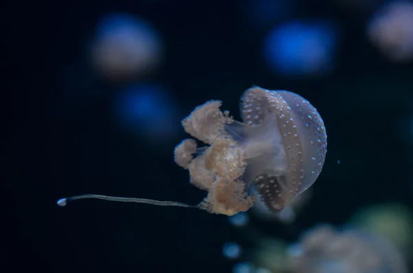 Piccola gelatina di pesce — Foto Stock