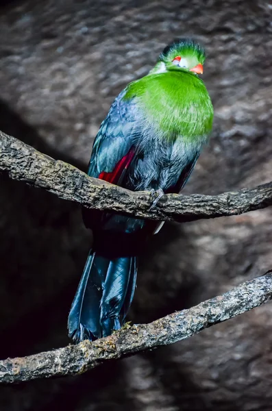 Loro pájaro tropical — Foto de Stock