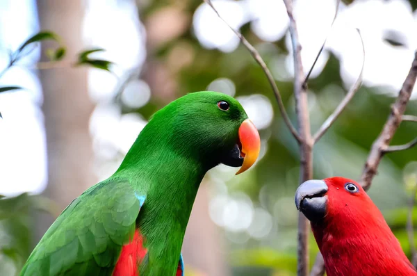 Papagei tropischer Vogel — Stockfoto