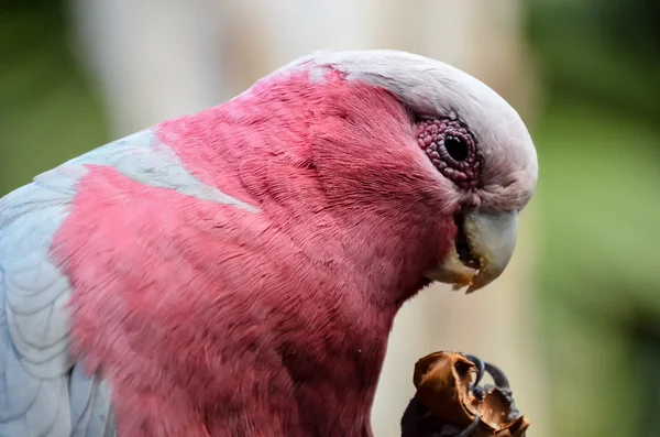 Parrot tropische vogel — Stockfoto