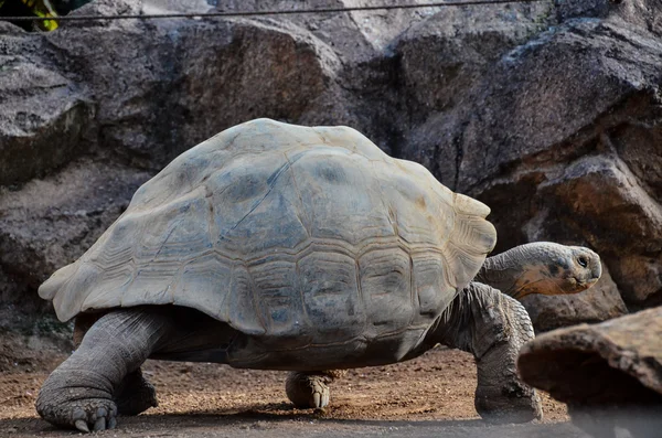 Galapgos dünya kaplumbağa kaplumbağa — Stok fotoğraf