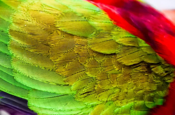 Tropikalna papuga ptak — Zdjęcie stockowe