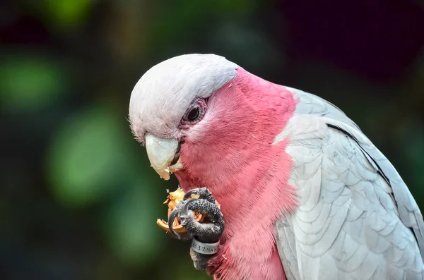 Perroquet Oiseau tropical — Photo