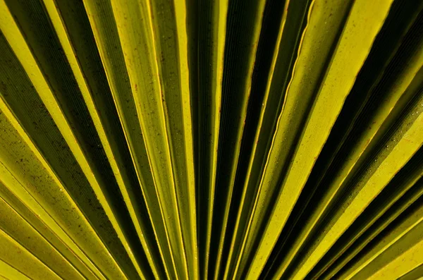 Tropikal Kanarya yeşil palmiye yaprağı arka plan — Stok fotoğraf