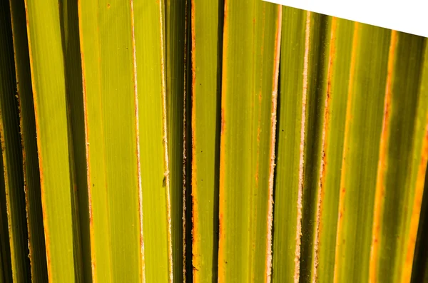 Doku yeşil palmiye yaprağı — Stok fotoğraf