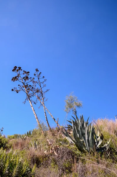 Gröna Agave växt Cactus — Stockfoto