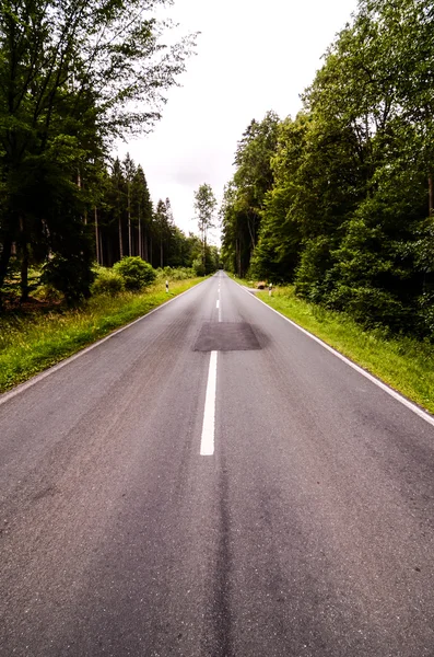 Avrupa asfalt orman yolu — Stok fotoğraf