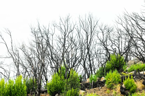 Effekter av brand i en skog — Stockfoto