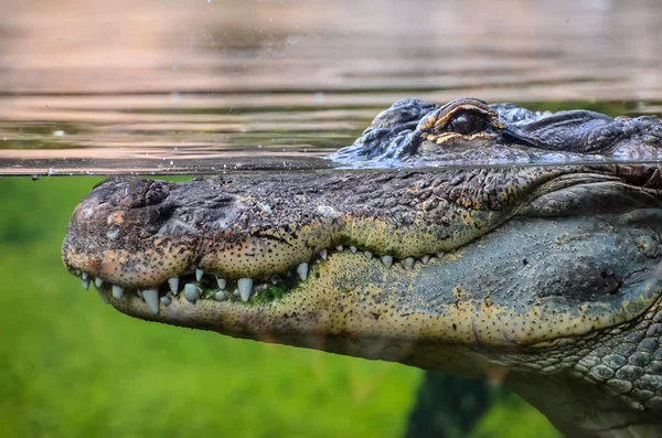 Amphibian Prehistoric Crocodile — Stock Photo, Image