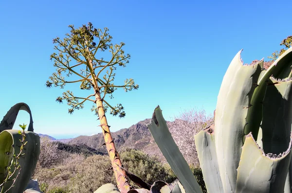 Kaktus der grünen Agave — Stockfoto