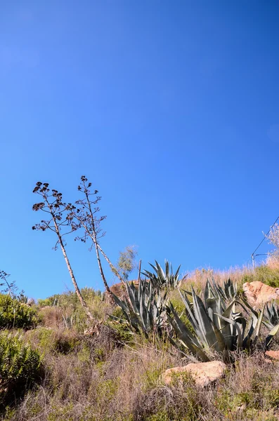 绿龙舌兰植物仙人掌 — 图库照片