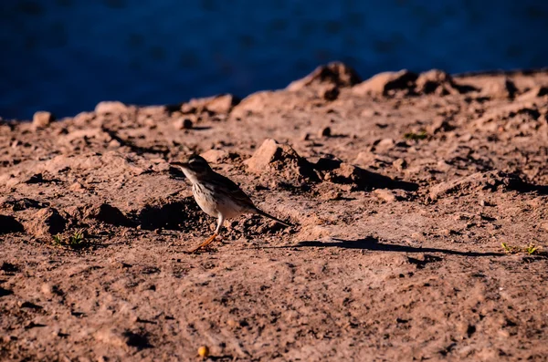 Dospělý Kentish Plover vodní pták — Stock fotografie