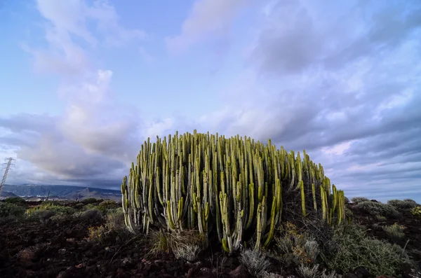 Kalme cactus woestijn zonsondergang — Stockfoto